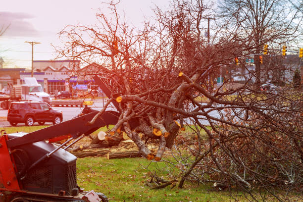 How Our Tree Care Process Works  in  Louisville, KY